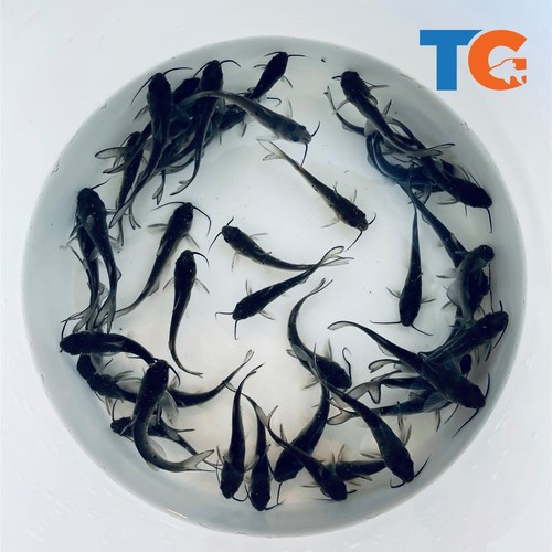 Ornamental catfish for - ornamental,