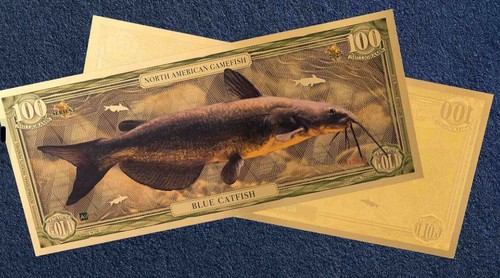 New blue catfish aurum - catfish,